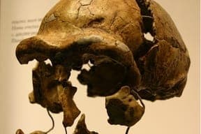 Reconstructed fossil hominid skull on a museum stand